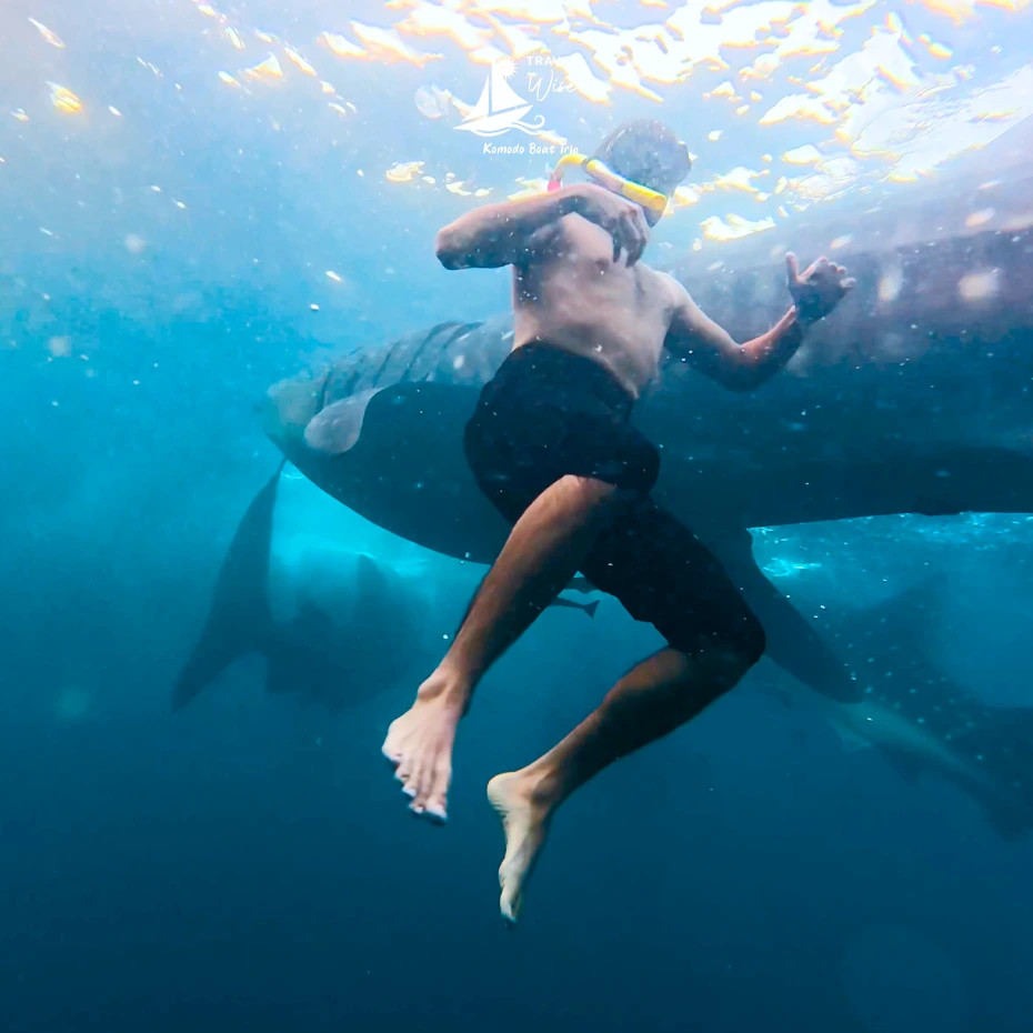 Traveler in mask and snorkel next to a whale shark underwater