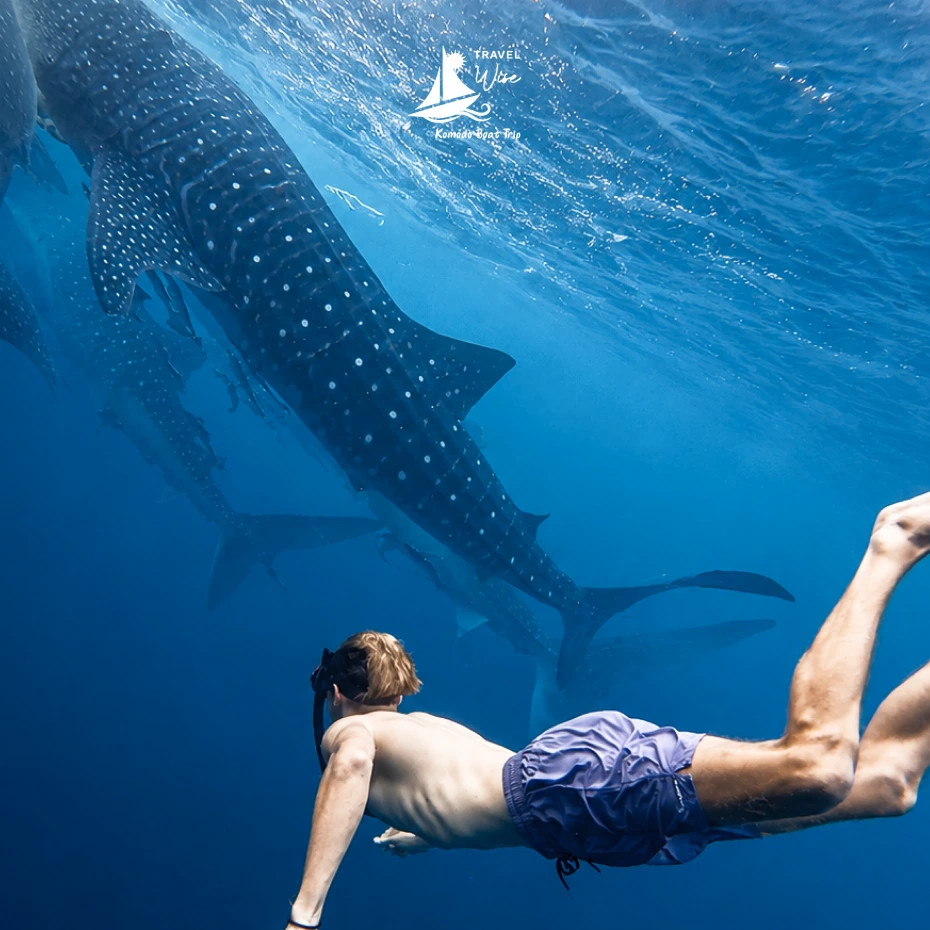 Whale shark gliding through open water near a snorkeling traveler