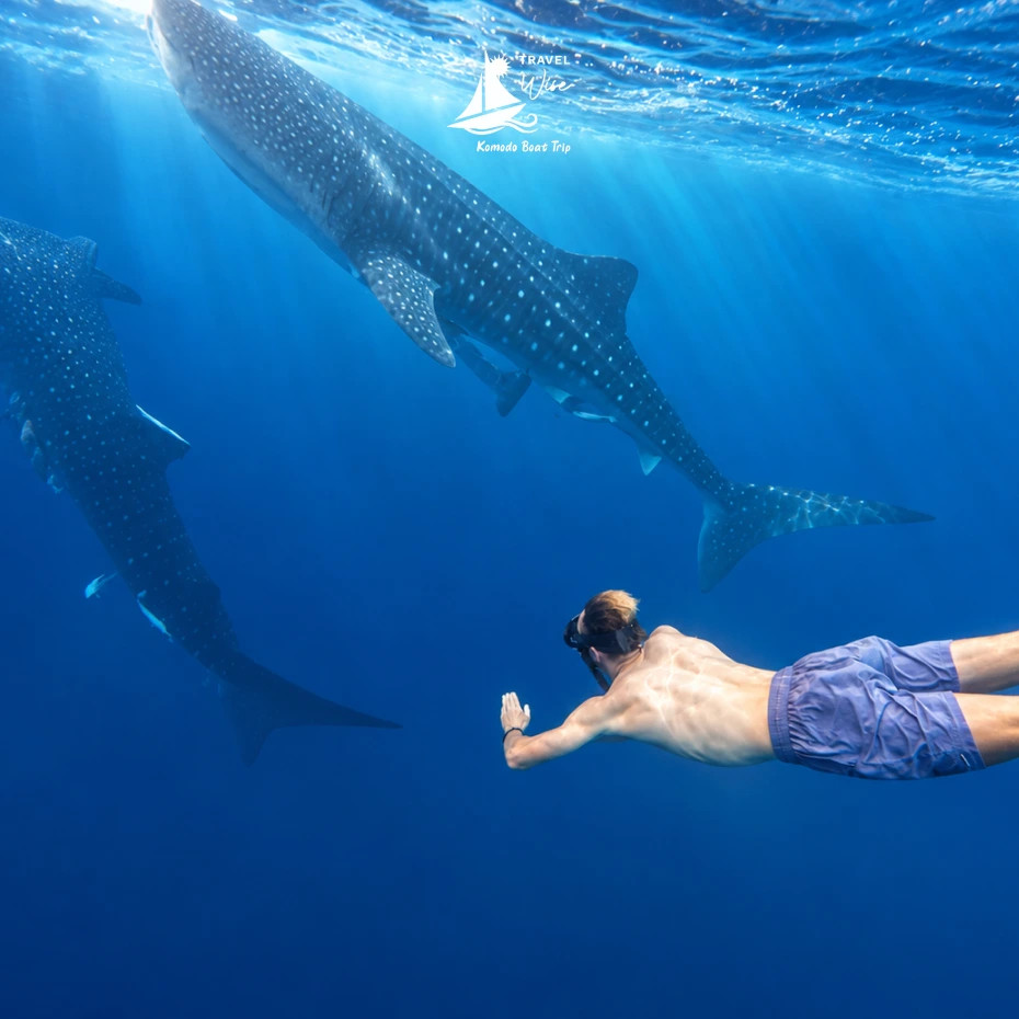Snorkeler swimming beside a whale shark in Saleh Bay