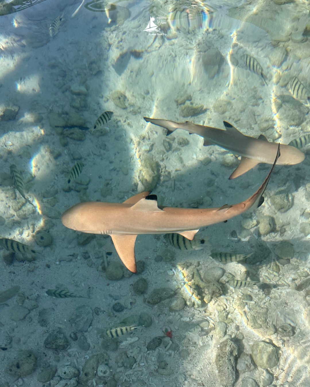 Komodo Trip 2026 Prices from Lombok: 4D3N Flash Sale Rates!