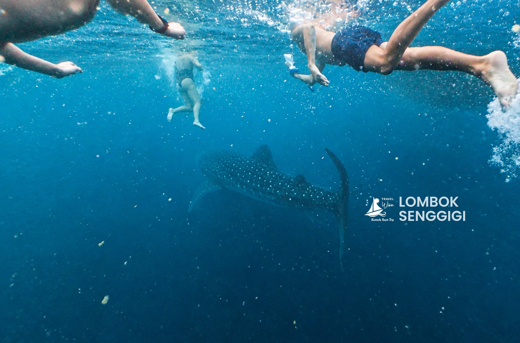 Lombok to Komodo Tour: Flash Sale Sailing 4D3N Special Deals!